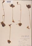 000000305-thumbnail.jpg