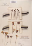 Pinguicula