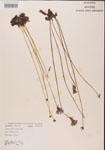 000000310-thumbnail.jpg
