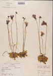 Pinguicula