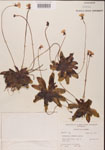 Pinguicula