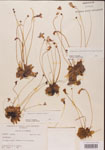 Pinguicula