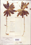 000000388-thumbnail.jpg