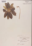 000000394-thumbnail.jpg