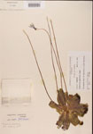 Pinguicula