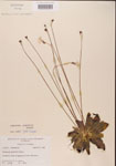 Pinguicula