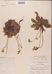 000000415-thumbnail.jpg
