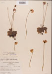 000000419-thumbnail.jpg