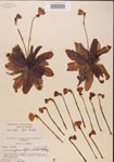 000000420-thumbnail.jpg