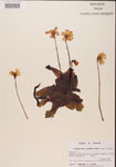 000000430-thumbnail.jpg