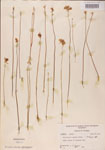 Utricularia
