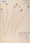000000481-thumbnail.jpg