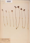 000000492-thumbnail.jpg
