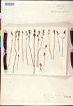 Utricularia