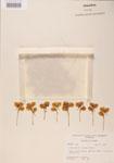 Utricularia