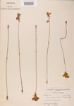Utricularia