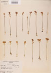 000000516-thumbnail.jpg