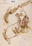 Utricularia