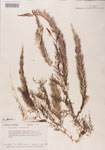 000000530-thumbnail.jpg