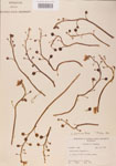 Utricularia