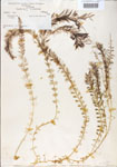 000000542-thumbnail.jpg