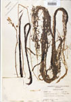 Utricularia