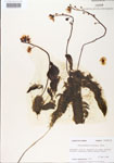 000000547-thumbnail.jpg