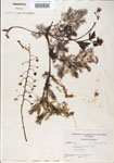 Utricularia
