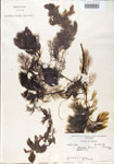 000000555-thumbnail.jpg