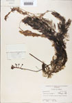 000000558-thumbnail.jpg