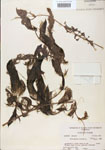 000000562-thumbnail.jpg