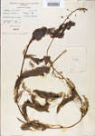 000000563-thumbnail.jpg