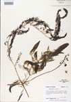 000000568-thumbnail.jpg