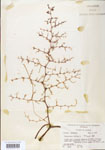 Utricularia