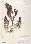 Utricularia