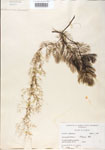 Utricularia