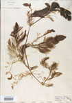 Utricularia
