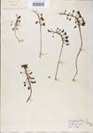 Utricularia