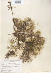 Utricularia