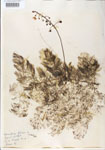 Utricularia