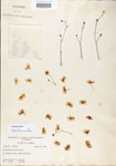 Utricularia