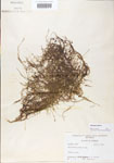 Utricularia