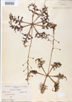 Utricularia