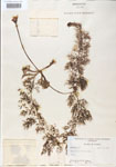 Utricularia