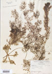 Utricularia