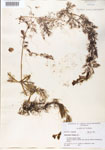 Utricularia