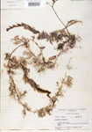 Utricularia