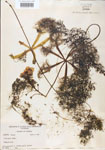 Utricularia