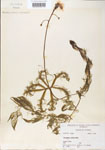 Utricularia