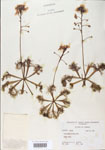 Utricularia